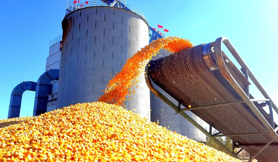 秋粮收购量超3亿吨 市场价格稳中有升